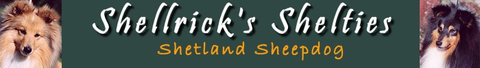 Shellrick's Shelties - Uppfödning av Shetland Shepdog